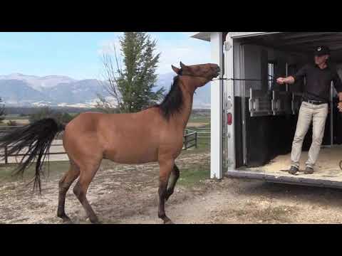 HOW TO LOAD A HORSE THAT WON'T LOAD WITHOUT A STICK OR FLAG