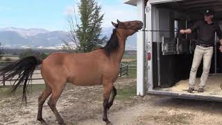 HOW TO LOAD A HORSE THAT WON'T LOAD WITHOUT A STICK OR FLAG #horse #DonJessop