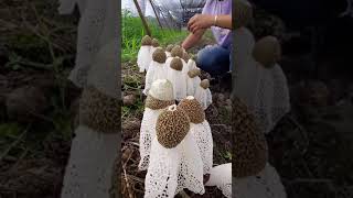 सीटाके के मशरूम की खेती | shitaki mushroom farming in China 🔥 #shorts
