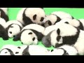 China just debuted 23 new pandas | CNBC International