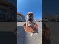This dog bee = golden retriever 🐝⚽ Subscribe me 4 more! #viral #viralshorts #viralvideo #dogs