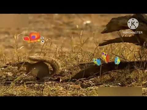 لقطة بسيطة فاصل براعم دعاية السنجاب في أحلى صباح 2011 2012 2013 2014 2015 2016 