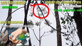 Download Lagu memikat burung Nuritana/Tajaring puling/pialing||poin dapat satu ekor Jantan.part.01 MP3