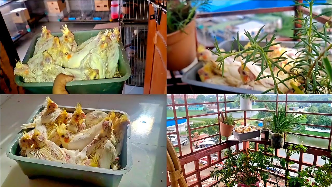 খামারের আপডেট🔥💯 কতগুলা পাখির নিছে ডিম বাচ্চা আছে সেই সাথে কিছু গুরুত্বপূর্ণ কথা শেয়ার করলাম