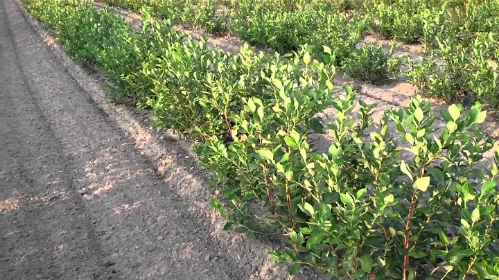 Growing healthy organic blueberries for big profits