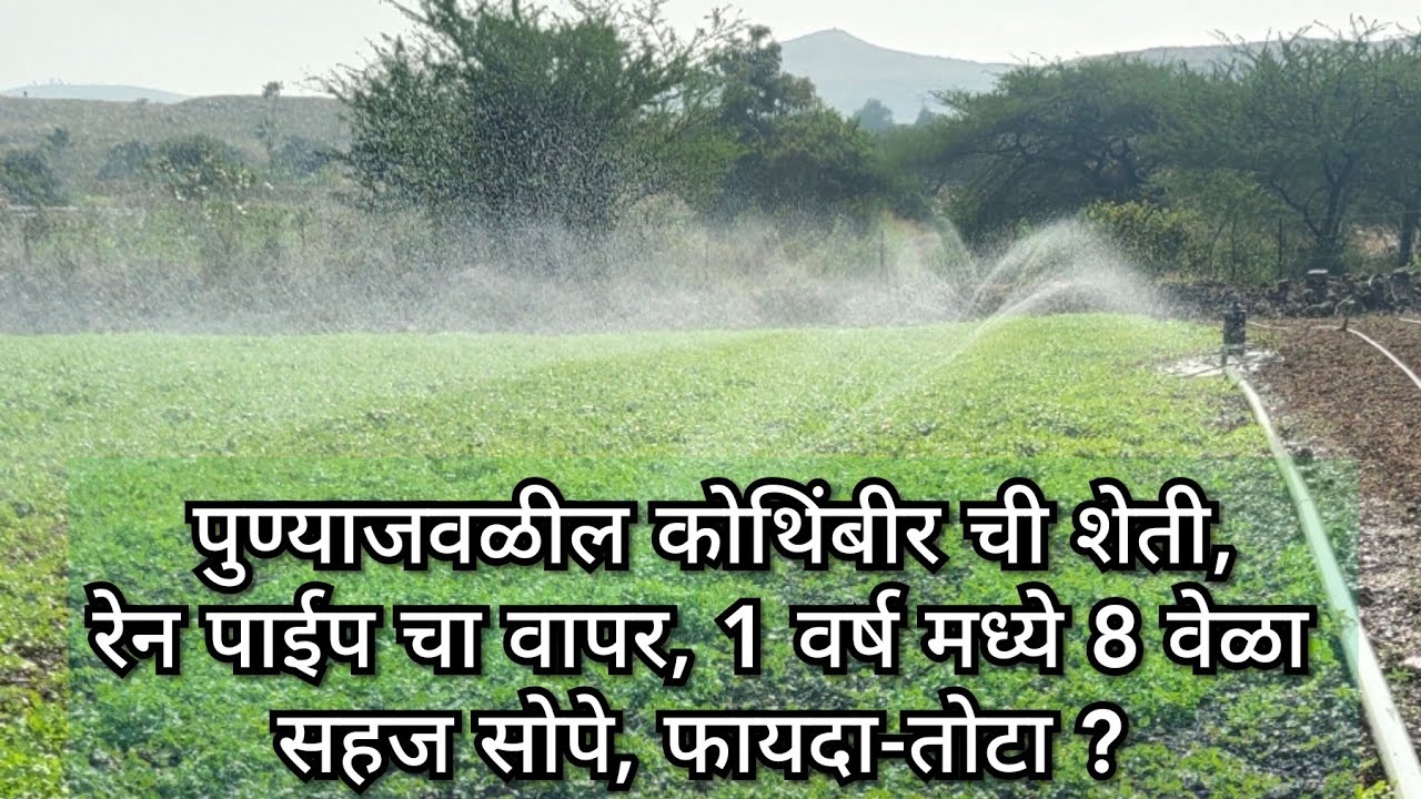 पुण्याजवळील कोथिंबीर ची शेती रेन पाईप चा वापर 