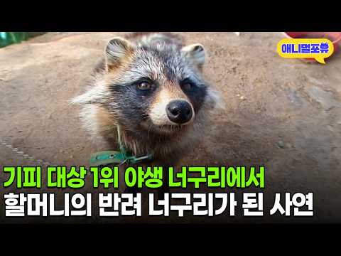 야생 너구리인 줄 알았는데 사회성 만렙?! 할머니의 반려 너구리ㅣKBS 주주클럽 KBS 070603 방송