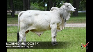 MORENO MR. IGOR 1/1