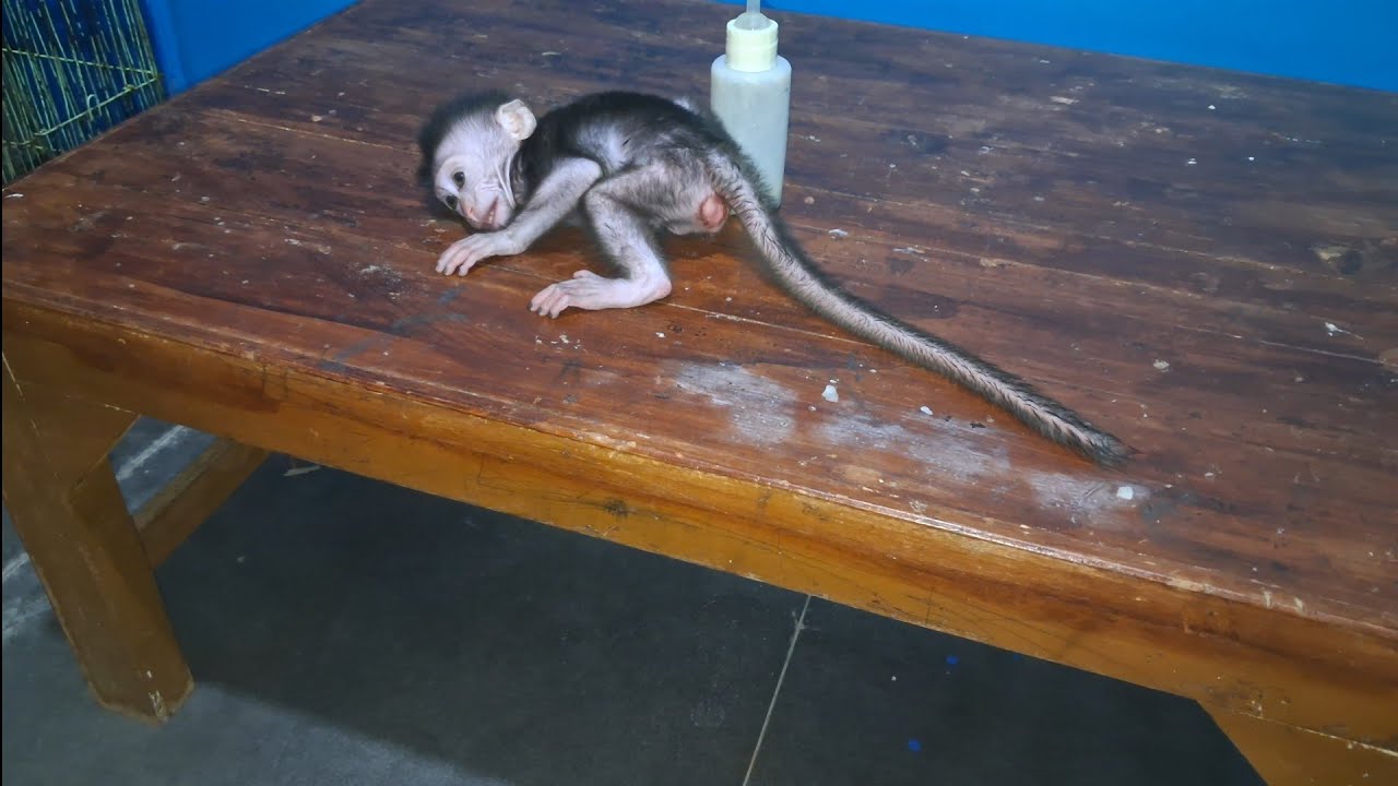 Baby monkey Mona asks to be held.