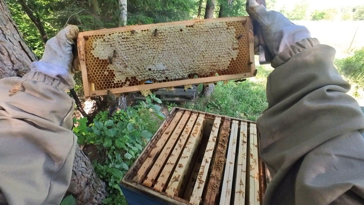 Jak wyglądają ule 2-3 tygodnie po wyrojeniu?- sprawdźmy czy jest czerw #pasieka #pszczoły