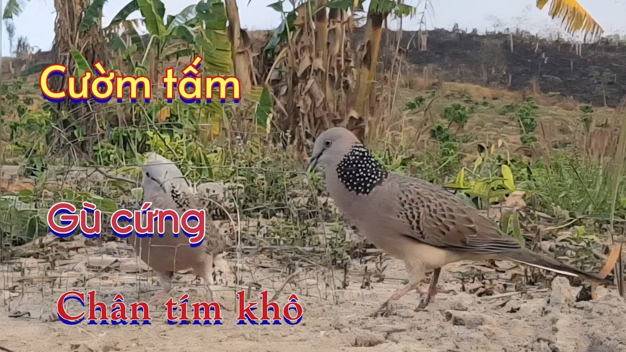 Bổi cườm tấm gù cứng,clip 946.cặp chân tím đẹp.Nguyễn Quân