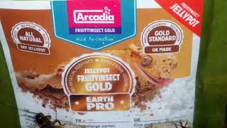 Arcadia fruityinsect gold