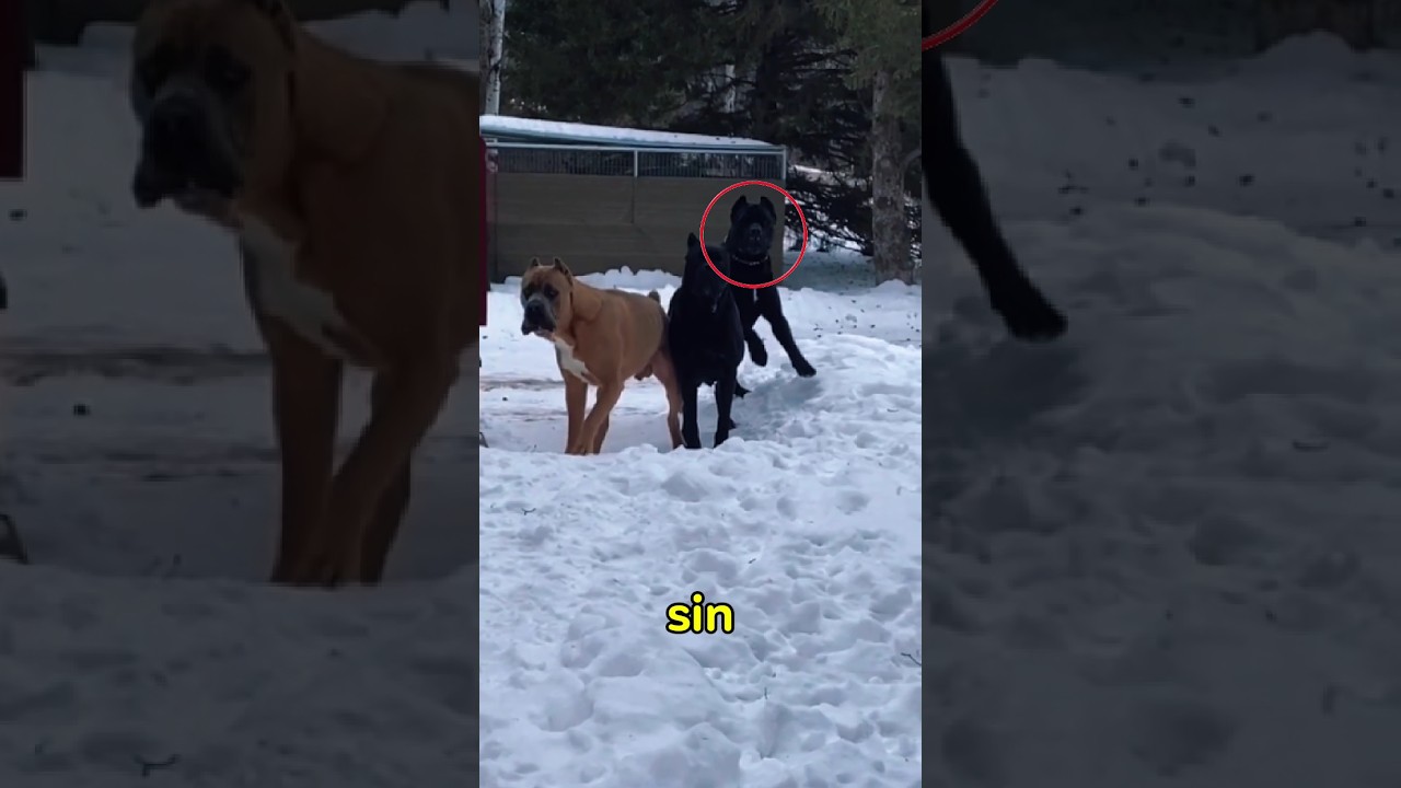 estos Cane Corso utilizan estrategias al ver a un extraño 