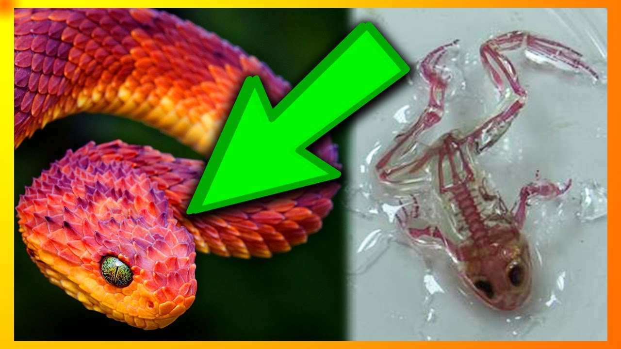 11 Af Jordens Mystiske Væsner