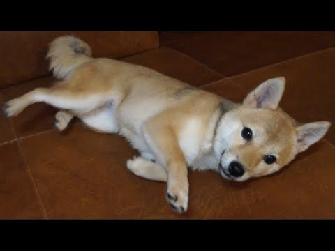 ごろーん→シャキーン(｀・ω・´)
