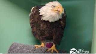 UPDATE ON BIG BEAR EAGLE JACKIE! ANEMIA HAS WORSENED! ADVANCED DIAGNOSTIC TESTING UNDERWAY! 💕 8.3.26