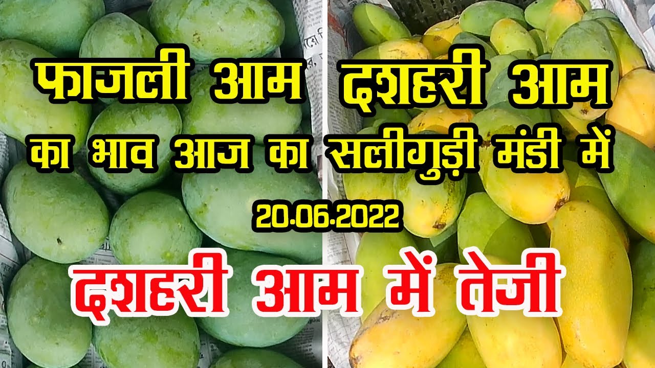 fazli mango price in siliguri dasheri mango price YouTube