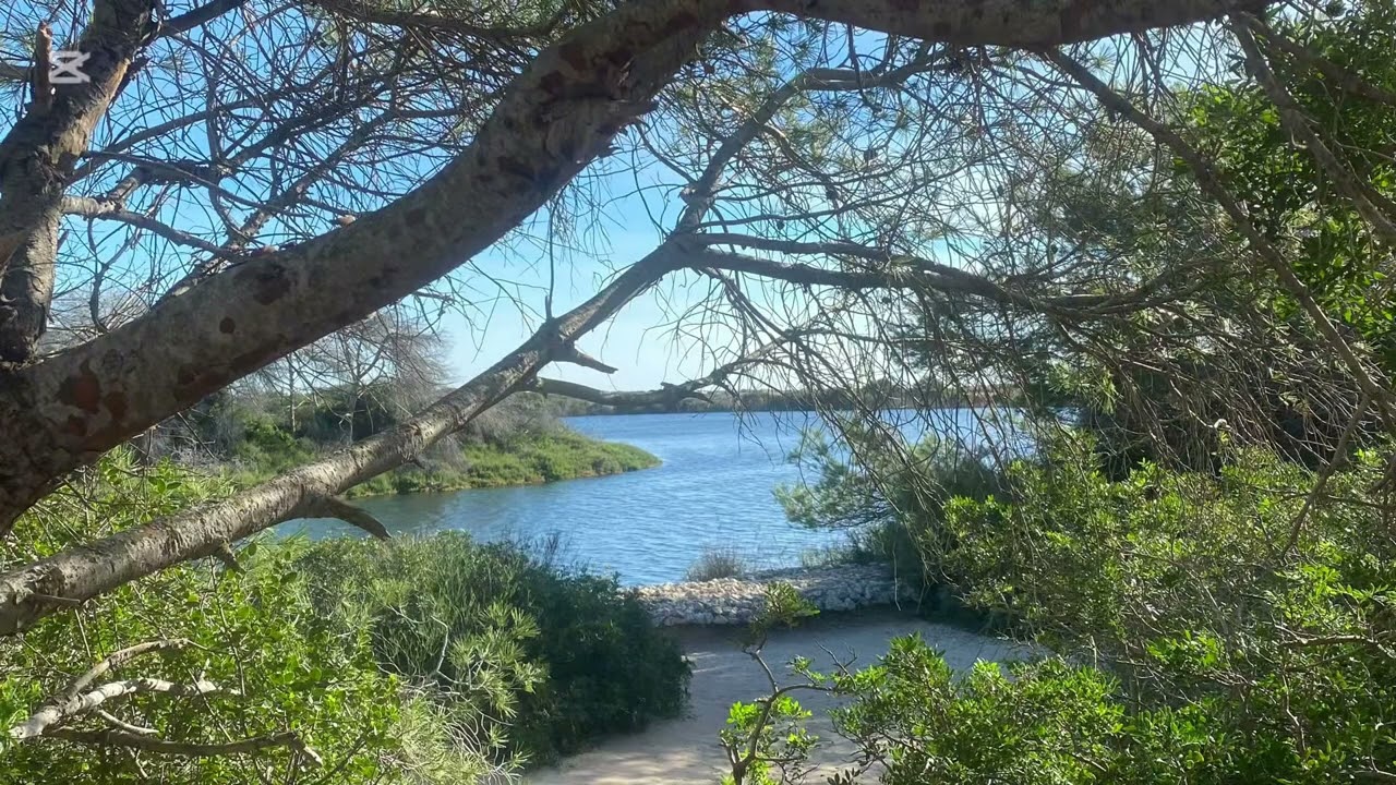 Amaina el viento, se abre el bosque, regresa el azul.