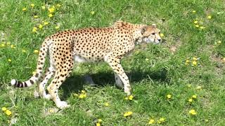 Join our family adventure to the zoo complete with an exuberant 17
month old tour guide! spring is a great time visit toronto many of
ani...