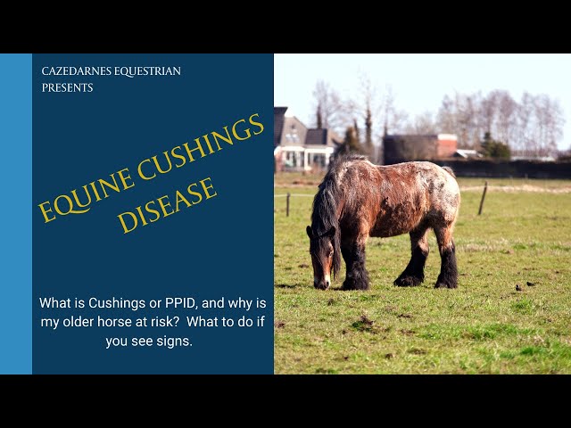 Equine Cushings Disease