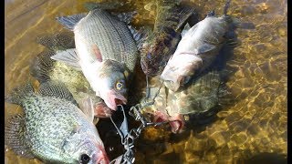 White bass, Walleye and Crappie Fishing- Fort Atkinson Wisconsin