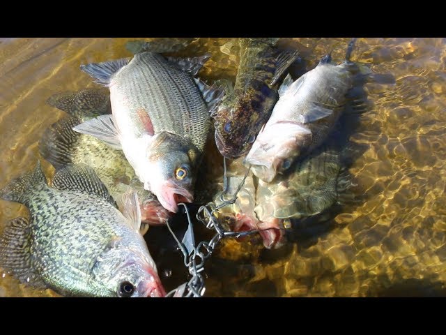 White bass, Walleye and Crappie Fishing- Fort Atkinson Wisconsin 