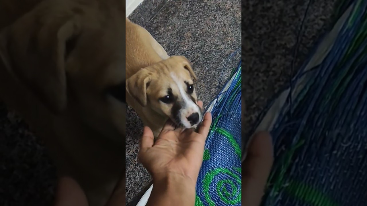 Simba's play mode: ON! 🐾🎾💥