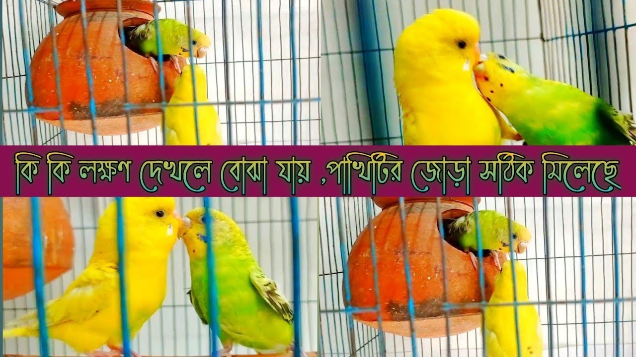 কি কি লক্ষণ দেখলে বোঝা যায়, বাজরিগার পাখি সঠিক ভাবে জোড়া নিয়েছে।।