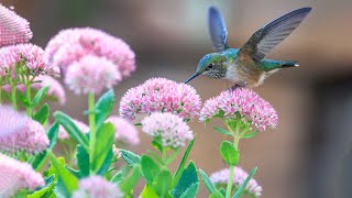 Verzameling van de beste melodieën. Muziek kalmeert, kalmeert het zenuwstelsel en kalmeert de ziel.