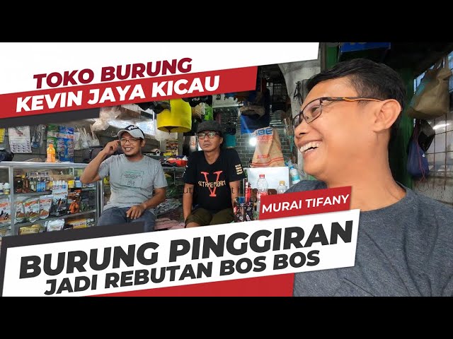 DULU DI JUAL 2JT GA ADA YANG MAU, SKARANG JADI REBUTAN BOS  I  MURAI BATU TIFANY  I KEVIN JAYA KICAU class=