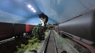 Enormous Cat or Tiny Train? Feline Takes Stroll on Owner's Train Set