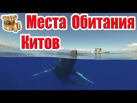 Видео: Лучшие места для наблюдения за китами в США