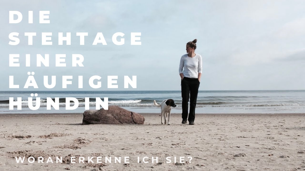 # Die Stehtage einer läufigen Hündin