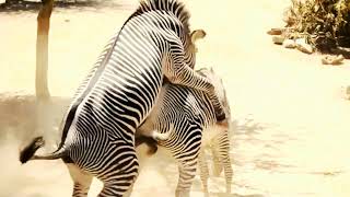 The zebra animal sex funny