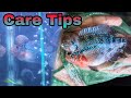 Checking On My Flower Horn || How to care Flowerhorn fish
