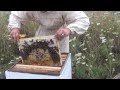 Отводки пчел  Как сделать отводок пчел  Slips bees  How to make a nucleus of bees