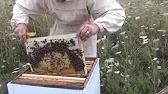 Белорусское Пчеловодство Belarusian Beekeeping