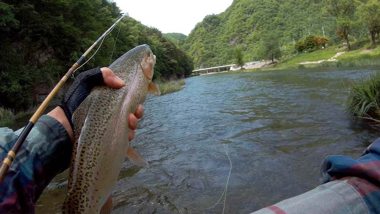 fly fishing Korea 54 스티뮬레이터의 매력에 빠져보세요! fell in the charm of the