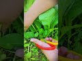 smart tool sharp scissors for harvesting fresh mustard greens #shorts