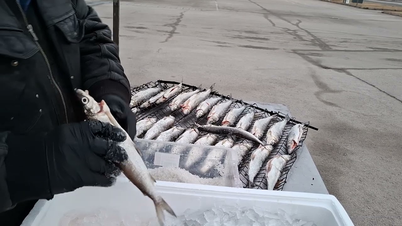 Siian suolaus savustukseen ..mun tyylillä 👍