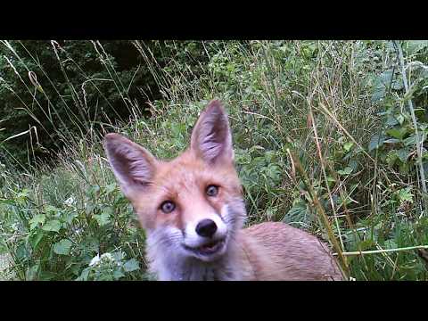 fotofalle fuchs schaut in die kamera