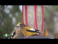 Evening Grosbeaks from Sax Zim Bog Minnesota