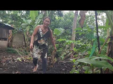 Continue plants vegetables provincelife I plant alugbate and ginger