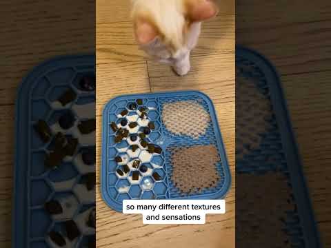 Lychee approved ✅ #lickmat #catsoftiktok #cattok #cattoys