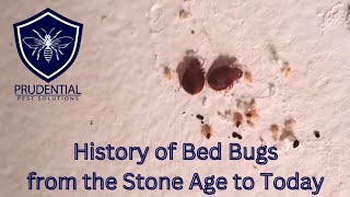 History of Bed Bugs: from the Stone Age to Today