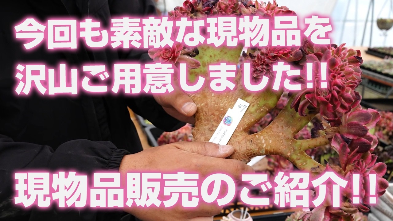 2026.05.21【多肉植物】現物品販売のご紹介!!今回も素敵な現物品を沢山ご用意しました!!【succulent】トロピカルガーデン