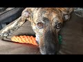 飼い主を亡くした猟犬を引き取った話