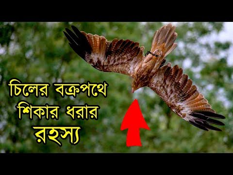 দেখুন চিল কেন বাকা নেমে শিকার ধরে সেই রহস্য | Mystery behind Black kites&rsquo;s Attacking Strategy