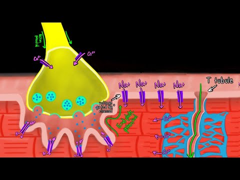 Excitation-Contraction Coupling | Skeletal Muscle Physiology