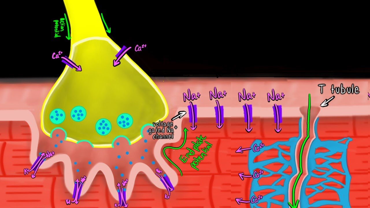 Excitation-Contraction Coupling | Skeletal Muscle Physiology